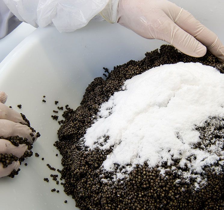 Process of salting beluga caviar, photo by Gourmet Food Store