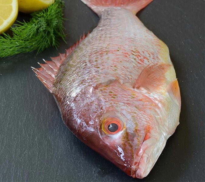 Fresh red snapper fish, photo by Gourmet Food Store