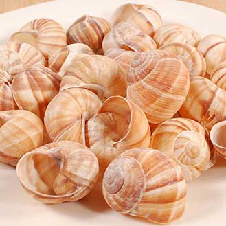 Extra Large Empty Escargot Shells