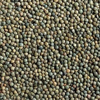 Lentils