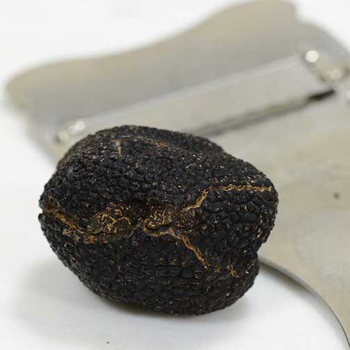 Fresh Black Winter Truffles from Italy with Cuts Photo [2]