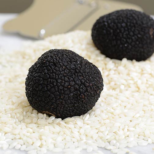 Fresh Black Winter Truffles For Sale Gourmet Food Store