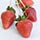 Chocolate Dipped Strawberries Recipe Photo [2]