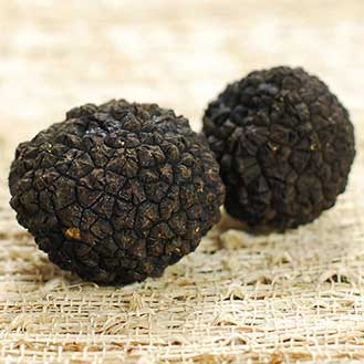 Fresh Black Burgundy Truffles from Italy - Tuber Uncinatum