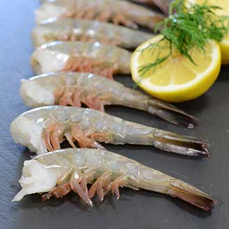 Mexican Blue Shrimp