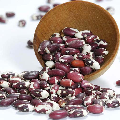 Anasazi Beans - Dry Photo [1]