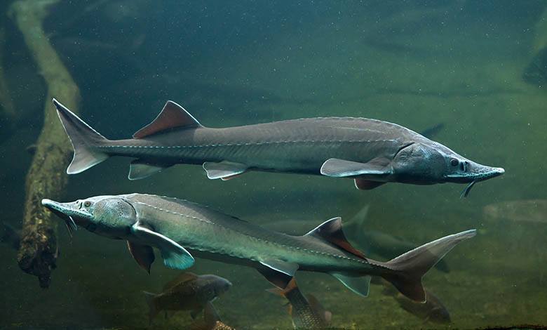 Beluga sturgeon in its natural habitat, photo by Gourmet Food Store