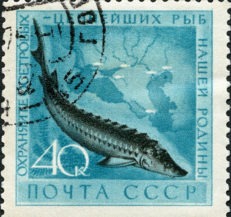 USSR post stamp with sturgeon fish on it, photo by Gourmet Food Store