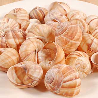 Extra Large Empty Escargot  - 24 pieces