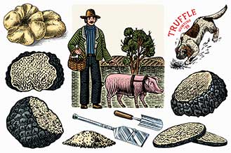 History Of Truffles