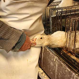 Foie Gras Production