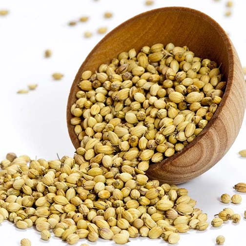 Coriander Seeds Photo [1]