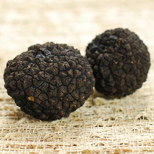 Fresh Black Burgundy Truffles from Italy - Tuber Uncinatum Photo [1]