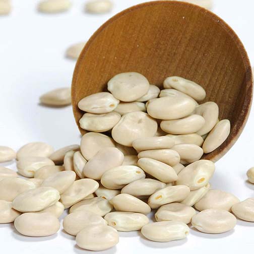 Lupini Beans - Dry Photo [1]