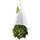 Tea Forte Citrus Mint Herbal Tea Infusers Photo [1]